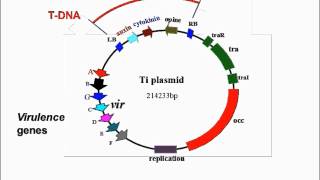 Agrobacterium Mediated Transformation [upl. by Nitsid]