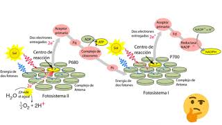 Fase I de la fotosíntesis Dependiente de la luz [upl. by Anyzratak285]