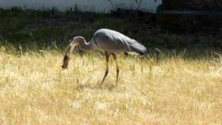 Blue Heron catches and eats Gopher [upl. by Elyrad556]