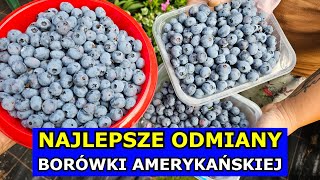 Najlepsze Odmiany Borówki amerykańskiej Polecane Odmiany Duże Owoce Sadzonki Borówek Kiedy Sadzić [upl. by Enyleve]