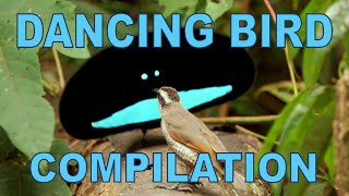 Weird amp Wonderful Dancing Birds Compilation Part 1 [upl. by Lazes]