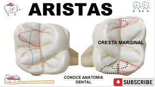 Aristas Oclusales Dentales🗻🦷 [upl. by Lyall]