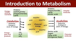 Introduction to Metabolism  Catabolism Vs Anabolism  Biochemistry [upl. by Anital]