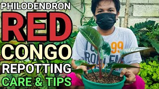 PHILODENDRON ROJO CONGO  RED CONGO CARE AND TIPS plantzilla bhl [upl. by Nahor981]