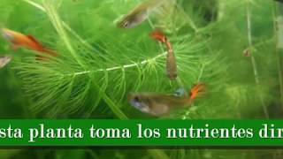 PLANTA OXIGENADORA PARA ACUARIO – FACIL DE MANTENER [upl. by Eicats]