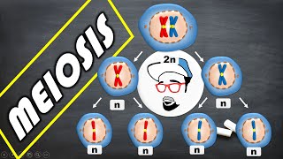 Stages of Meiosis [upl. by Pollitt]