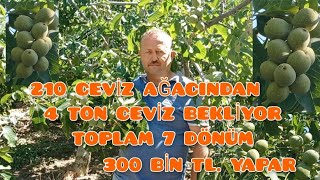 Chandler ceviz yetiştiriciliği Ceviz bahçesi kurulumu ceviz fiyatlarıceviz tarım keşfet [upl. by Terrej]