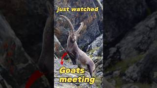 Unbelievable goats metting 150 days ofter baby [upl. by Rudyard32]