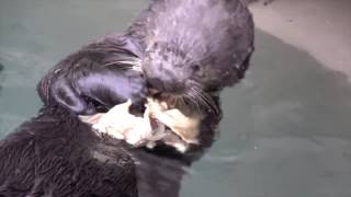 Rescued sea otters indulge in seafood buffet [upl. by Yras80]