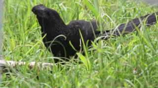 GARRAPATERO o JUDIO Smoothbilled Ani Crotophaga ani  Familia taxonómica Cuculidae [upl. by Devin296]