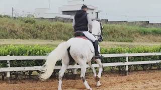 2019 Lusitano Gelding Dressage Horse Lusitano [upl. by Manson]