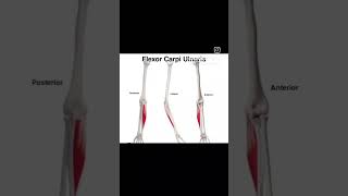 Flexor carpi ulnarisupperbodymuscle humananatomy physiotherpy sports [upl. by Ayoj]