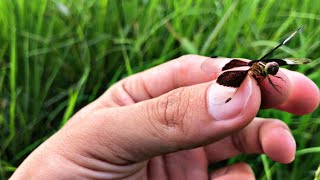 Catching Dragon Fly And Grasshopper In Rice Field insects wildlife ladybug [upl. by Teyugn]