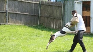 Dogs Training Pitbull to attacking [upl. by Naicad]