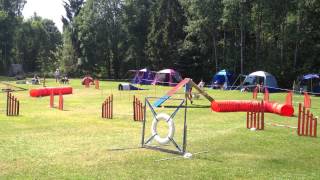 Mittelspitz agility [upl. by Ibbed]