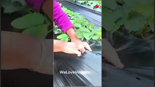 planting strawberries strawberry seedlings nursery base strawberry seedlings for sale foryou [upl. by Breh]