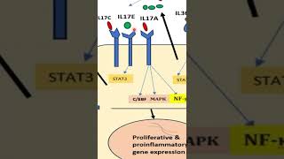 Psoriasis Pathogenesis Presenting the Key Role of Keratinocytes shorts [upl. by Norel349]