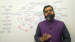 Life Cycle of Plasmodium UrduHindi medium profmasoodfuzail Apicomplexans  Protozoa [upl. by Tildi]