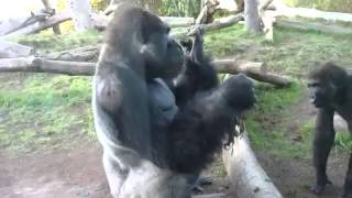 HILARIOUS GORILLA EATS ITS OWN POOP THEN SHARES WITH ITS SON [upl. by Heall]