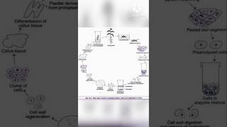 Protoplast isolation and culture  Easy notes mystery soni [upl. by Daffodil]