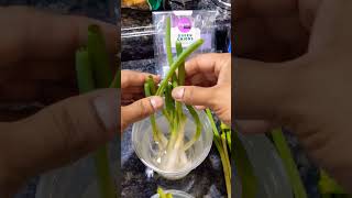 Amazing ideas How To Grow Green Onions At Home from Recycling Laundry Basket [upl. by Airenahs]