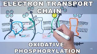 Electron Transport Chain and Oxidative Phosphorylation [upl. by Jacintha]