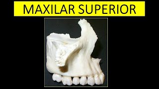 ANATOMIA ES FACIL  MAXILAR SUPERIOR EN 7 MINUTOS [upl. by Aibos753]