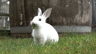 Baby Bunnies Hopping Around and Munching On Kale Will Make You Smile [upl. by Rovit]