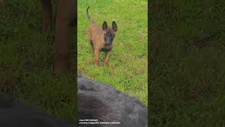 Malinois ▶️ vom Welpen zum Junghund Erziehung Verhalten hundetraining malinois welpenerziehung [upl. by Atirec]