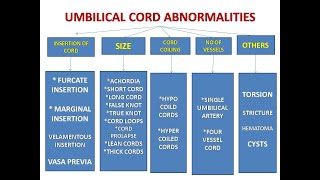 UMBILICAL CORD AND ITS ABNORMALITIES [upl. by Lara]