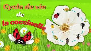 La coccinelle Cycle de vie  Animation pour les Enfants oeuf larve coccinelle 🐞 [upl. by Eveivenej]