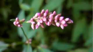 Edible amp Medicinal Ladys Thumb  Polygonum persicaria [upl. by Nirtiak]