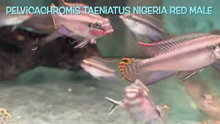 Pelvicachromis taeniatus NIGERIA RED [upl. by Retlaw]