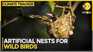 China nature reserve seeks coexistence of wild birds amp power supply facilities  WION [upl. by Muhammad]