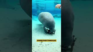 Are manatees lazy manatee shorts facts [upl. by Tina]