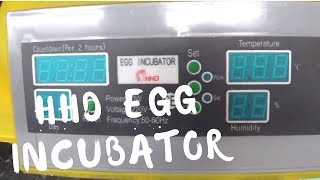 HHD Incubator review and usage  48 eggs incubator [upl. by Garett]