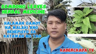 healthy tips Sambong leaves herbal medicine [upl. by Airad]