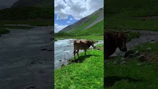 cow mountain lake county lakeport dritbikes gopro ukiah northern california travel shorts nature [upl. by Ashley]