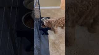 Adorable Goldendoodle Follows Commands to Eat [upl. by Hett934]