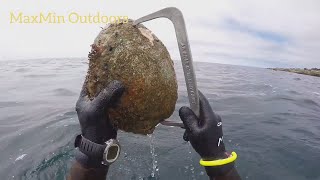 Last 10 Inch Trophy Abalone Diving at Mendocino June 25 2017 [upl. by Karalee]