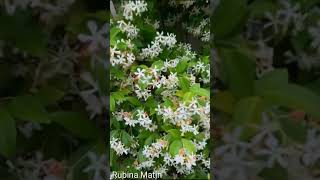 Star Jasmine Vine Care Tips  Evergreen Plant Care  RM Garden shorts [upl. by Asillem680]