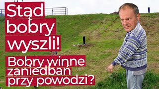 Donald Tusk zapowiada walkę z bobrami quotWały są priorytetemquot [upl. by Massab954]