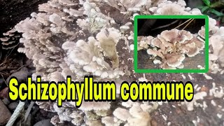 Schizophyllum commune [upl. by Mintz]