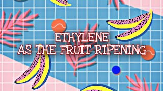 Experiment Ethylene Ripening of Banana [upl. by Lotsyrk195]