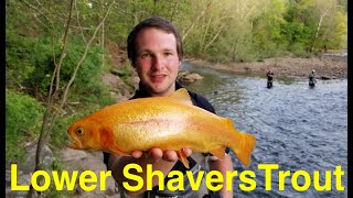 Trout Fishing West Virginias Lower Shavers Fork [upl. by Shawn]