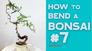 How to bend a Bonsai 7  Operculicarya Decaryi  Bonsaifly shorts [upl. by Hsakaa677]