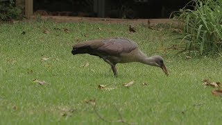 Wildebure Hadeda ibis [upl. by Maddy]