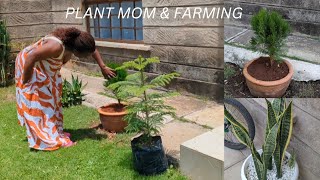 Growing Vegetables at Home and Buying Potted Trees [upl. by Domash]