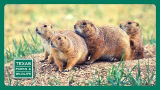 PBS Trailer  Preserving Honey Creek Helping Bats amp Prairie Dog Ranch [upl. by Neltiak687]