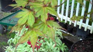 Acer pa Aka Shigitatsu Sawa  Japanese Maples at Northwest Nurseries [upl. by Afihtan563]